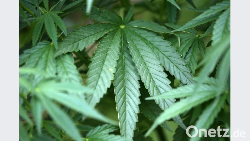Hanf-Pflanzen (Cannabis) wachsen in einem Garten. Foto: Oliver Berg/Archivbild Bild: Oliver Berg