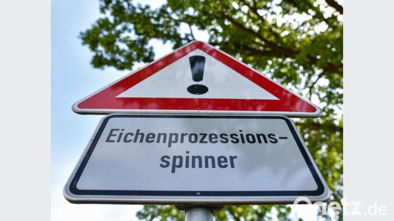 Immer öfter müssen öffentliche Grünanlagen, Parkplätze und Waldgebiete gesperrt werden, weil sich die Raupen des kleinen Nachtfalters dort breit gemacht haben. Bild: Patrick Pleul/dpa