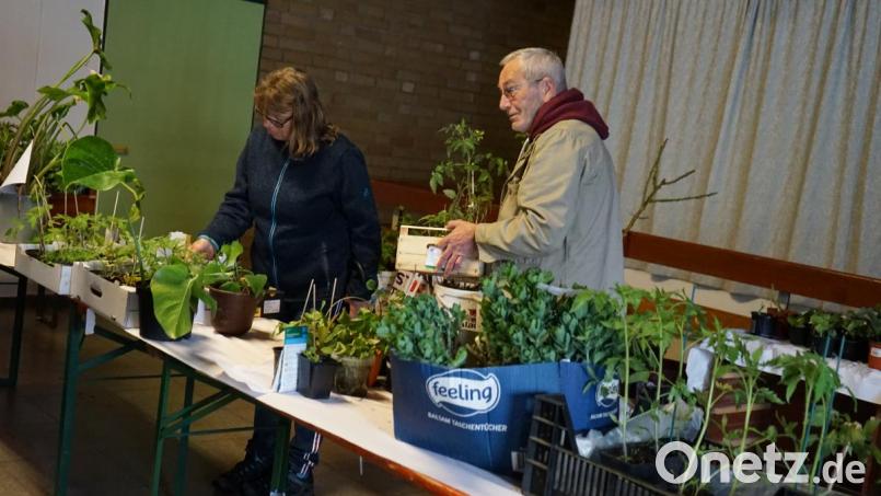 Trotz des winterlichen Wetters verlief der Staudentausch des Obst- und Gartenbauverein Leutendorf erfolgreich. Das Vereinsteam zog kurzerhand in die Halle um. Bild: abi