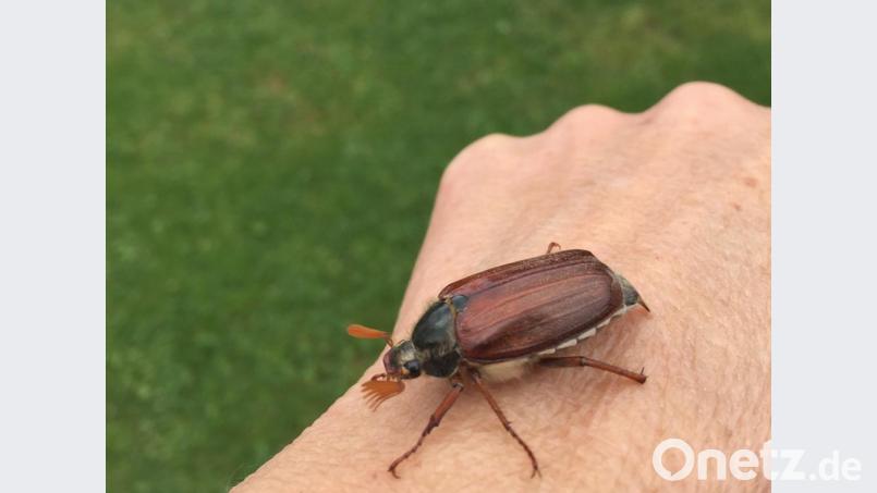 Maikäfer in Sulzbach-Rosenberg Bild: Karin Hofmann