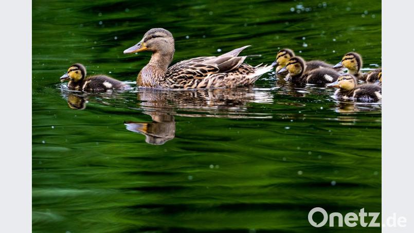 Eine Ente schwimmt mit ihren Küken im Wasser. Foto: Peter Steffen/Archiv Bild: Peter Steffen