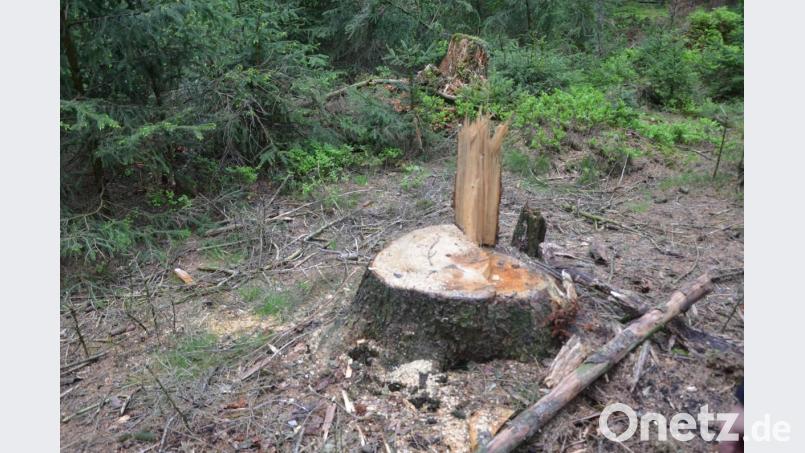 Der Baum, auf dem früher der Schwarzstorch gebrütet hat, ist verschwunden. Nachdem ein Sturm die Spitze mit dem Horst gebrochen hatte, wurde er beseitigt. Bild: Benkhardt