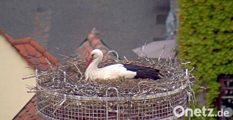 Der Storch im Horst auf dem Alten Schulhaus brütet etwas aus. Fünf Eier an der Zahl, meint Storchenhorstbetreuerin Helga Bradatsch. Das wäre ungewöhnlich viel Nachwuchs für die Vögel. Bild: Webcam Stadt Weiden