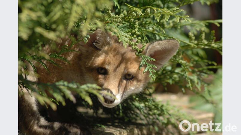 Ein Fuchs könnte in Freudenberg für einen Wolf gehalten worden sein. Bild: Weiss