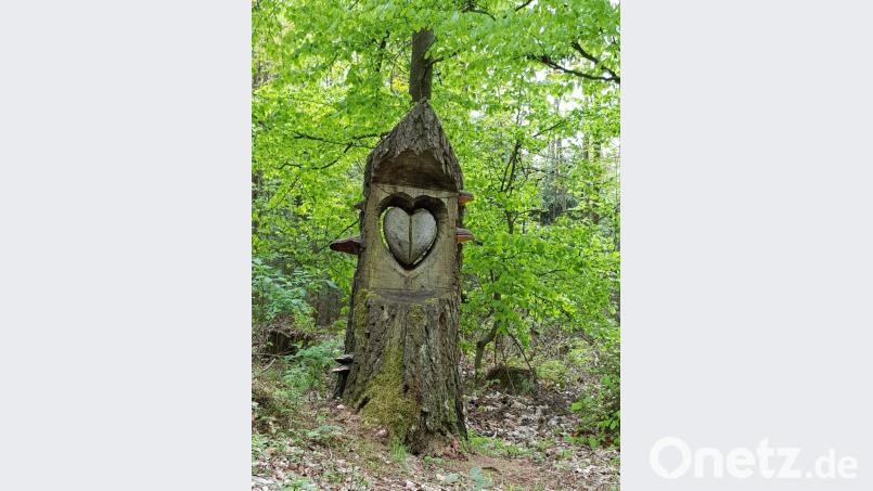 Das Herz des Baums ist hier in ganz besonders beeindruckender Weise zu sehen! Bild: dob