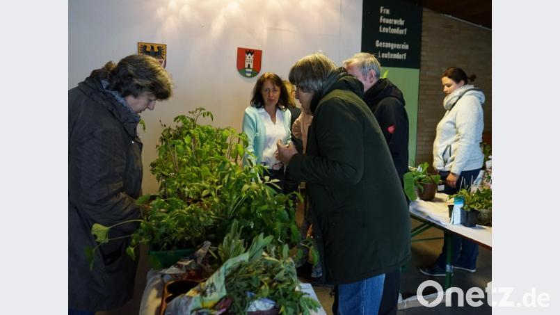 Trotz des winterlichen Wetters verlief der Staudentausch des Obst- und Gartenbauverein Leutendorf erfolgreich. Das Vereinsteam zog kurzerhand in die Halle um. Bild: abi