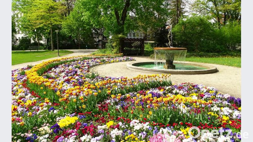 Die Blütenpracht am Triton-Brunnen erfreut die Besucher im Max-Reger-Park. Nach dem &quot;Blumenmassaker&quot; Ende März, war jedoch nicht sofort klar, ob der Weidener Max-Reger-Park auch in diesem Jahr wieder in allen Farben blüht. Bild: Dobmeier
