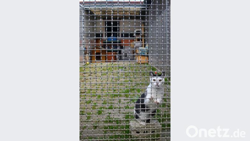 Die Planungen für das neue Tierheim sind in vollem Gange. Einen Katzentrakt soll es natürlich auch geben. Pflege- und Pensionsplätze dagegen nicht. Bild: Wolfgang Steinbacher