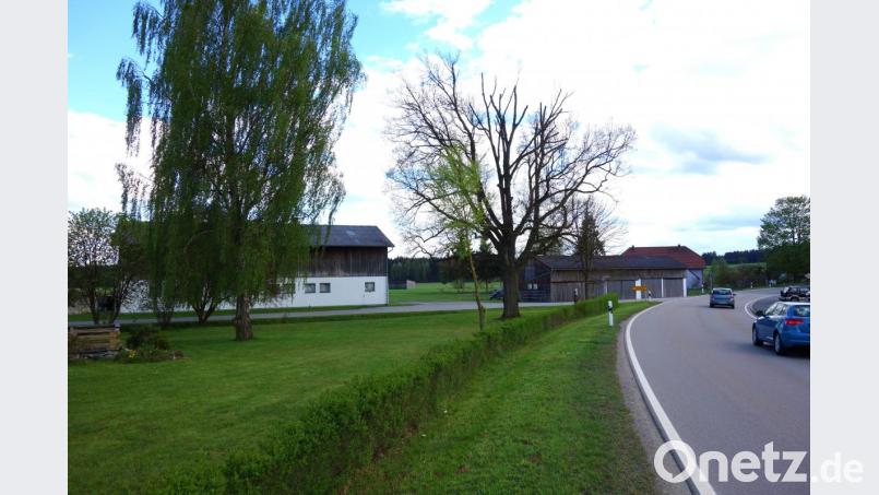 Eichen sind zwar generell später dran, als andere Bäume. Aber eine gute Figur macht die Prinzregent-Luitpold-Eiche (Mitte) im Ortsteil Pfrentsch nach ihrem Radikalrückschnitt im vergangenen Jahr derzeit noch nicht. Bild: fjo