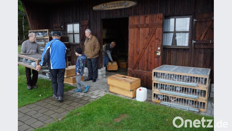 Wenn Tauben auf Reisen gehen, werden sie elektronisch registriert und gut versorgt. 295 Tauben machten sich am Samstag auf den Weg nach Wertheim. Bild: bkr
