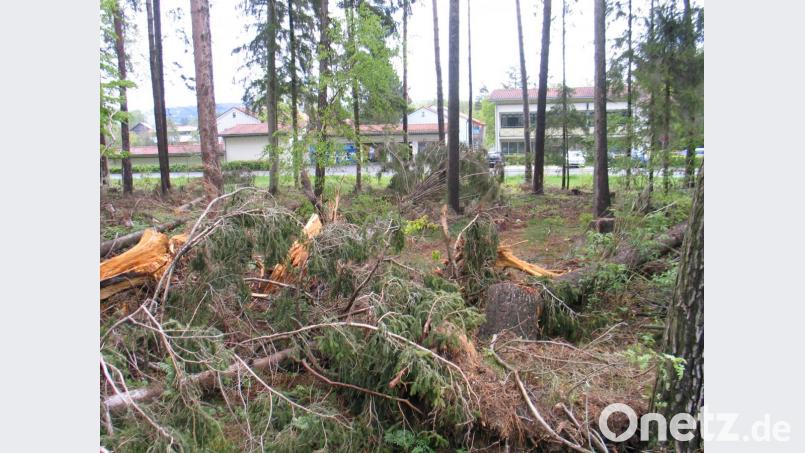 Aus- und aufgeräumte Fluren fördern nicht die Vielfalt der Fauna und Flora. Deshalb ist Todholz im Wald beim SOS-Kinderdorf gut für Vögel, Pilze und Insekten. Die Frage wird bleiben: Was macht der Borkenkäfer bei den Fichten? Bild: bkr