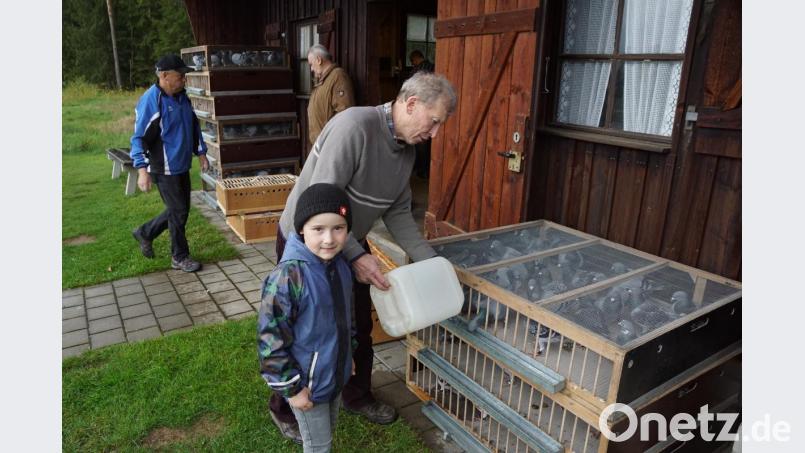 Alexander wird vielleicht auch einmal ein richtiger Taubenzüchter. Seinem Opa Richard Prechtl hilft er schon mal bei der Versorgung der Tauben vor der Reise zum Auflassort. Bild: bkr