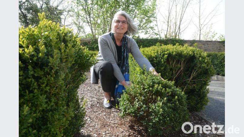 Dagmar Thimm-Böhringer, Kreisfachberaterin für Gartenkultur und Landespflege am Landratsamt Neustadt/WN, zeigt eine Alternative zum Buchs: Ilex. Rechts dahinter und links im Bild ist Buchs zu sehen. Bild: Gabi Schönberger