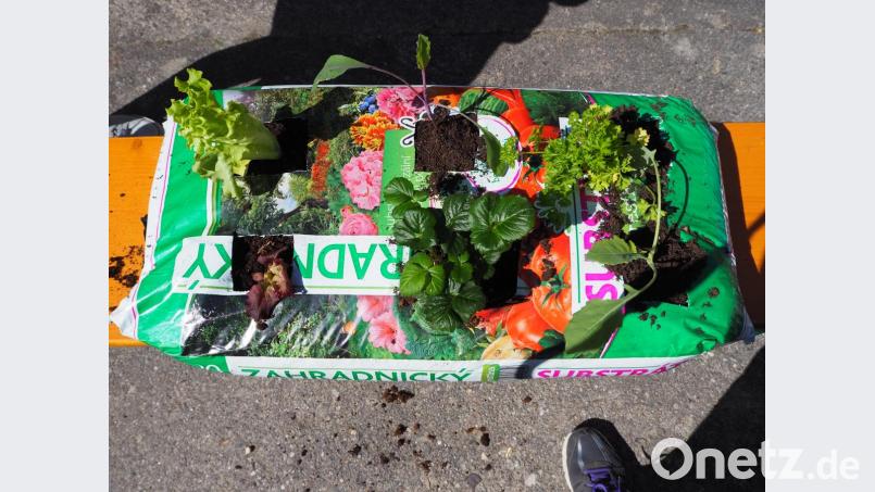 Die Minibeete wurden gefüllt mit Kohlrabi, Petersilie, Salat und Erdbeeren. Bild: flt