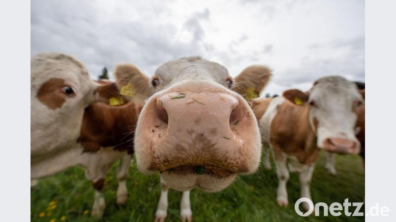 Kühe stehen auf einer Weide und reagieren auf die Kamera des Fotografen. Bild: Lino Mirgeler