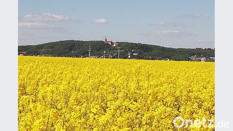 Rapsfeld mit Blick auf den Mariahilfberg in Amberg. Bild: Carmen Oeder