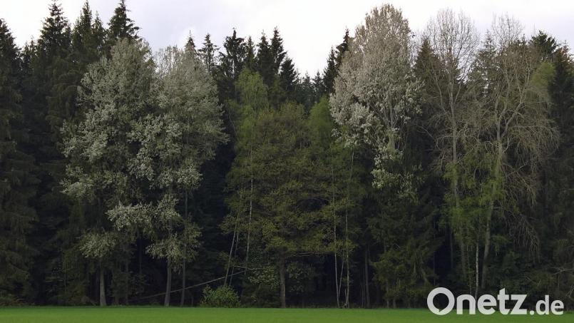 Die Weiden stehen derzeit überall in weiß-grauem Kleid in der Landschaft. Bild: rpp