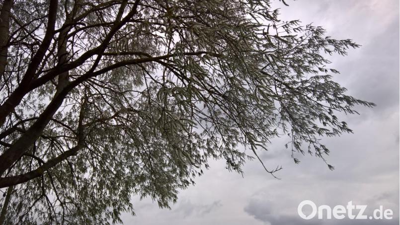 Von unten betrachtet ergeben die zahlreichen Samenstände ein schönes strukturiertes Bild. Bild: rpp