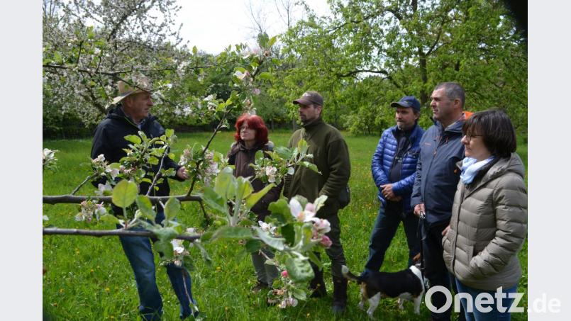 Josef Bernhard (links) führt durch seine Streuobstwiesen und gibt Tipps. Bild: fz