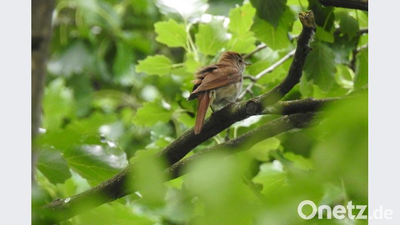 Nur selten bekommt man eine Nachtigall zu Gesicht. Meistens sitzen sie gut versteckt im Gebüsch. In den Naabauen bei Premberg fühlen sie sich seit Jahren wohl. Bild: exb