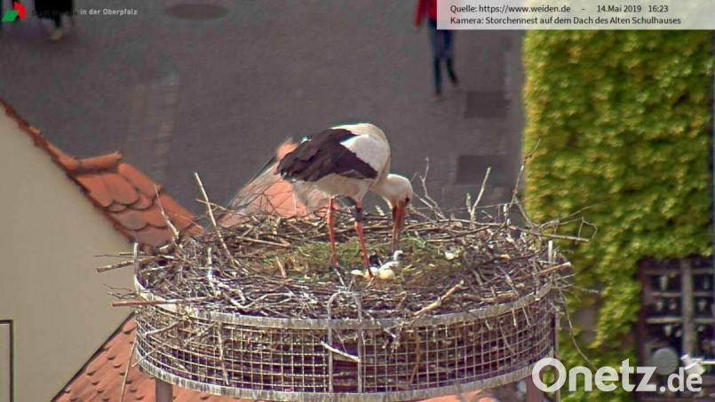 Hurra, es ist ein Storch! Das erste Baby im Horst am Alten Schulhaus ist geschlüpft. Die restlichen vier Geschwister sollen in den nächsten Tagen kommen. Screenshot: www.webcam.weiden.de