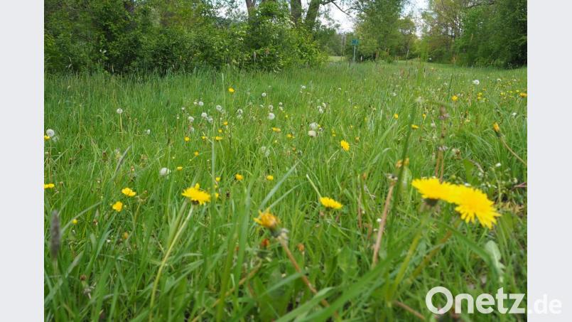 Löwenzahn, der hier auf der Wiese an der Schwarzach in Neunburg für gelbe Farbtupfer sorgt, zählt nicht gerade zu den seltenen Arten. Auf einer richtigen Feuchtwiese oder auf einem Magerrasen wäre mehr Vielfalt geboten. Die Stadt versteht das Volksbegehren zur Artenvielfalt als Weckruf und will zumindest ein Scherflein beitragen. Bild: bl
