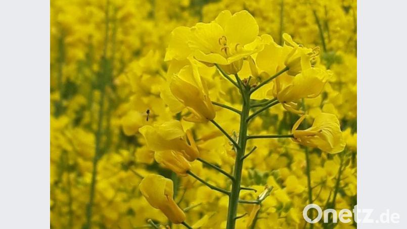 Leuchtend gelb blühendem Raps begegnet man momentan vielerorts im Landkreis Amberg-Sulzbach. Reinhold Wurm hatte bei einem Spaziergang aber einen Blick fürs Detail - und ein Bild des Tages. Bild: Reinhold Wurm