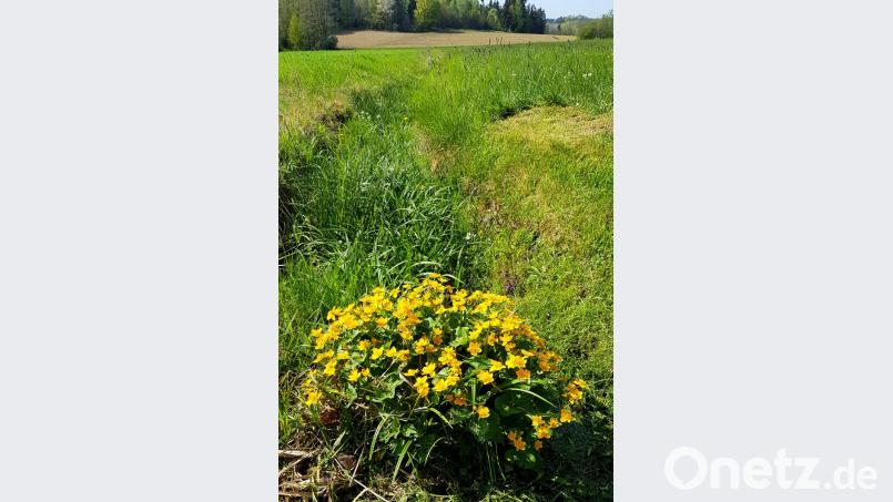 Sumpfdotterblume Bild: mef