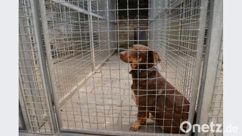 Alle sind sich einig: Für solche und andere Hunde muss ein neues Tierheim her. Aus dem Landkreis kommen nun aber Stimmen, die Weidener Stadträten vorwerfen, Fakten zu verkennen. Bild: Petra Hartl