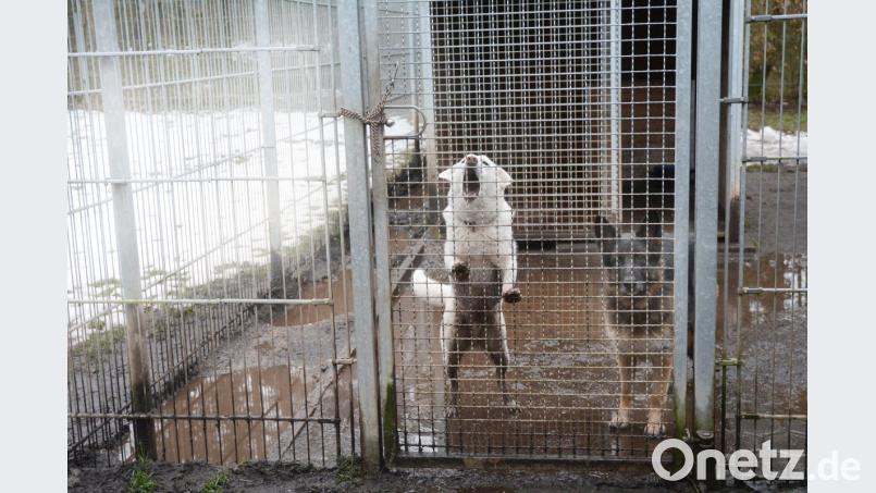 Die Zustände im Tierheim sind schlecht, aber von euch lassen wir uns nicht anbellen. So würden es Andreas Meier und Rupert Troppmann zwar nicht ausdrücken, ihre Botschaft Richtung Weiden ist jedoch eindeutig. Bild: Gabi Schönberger