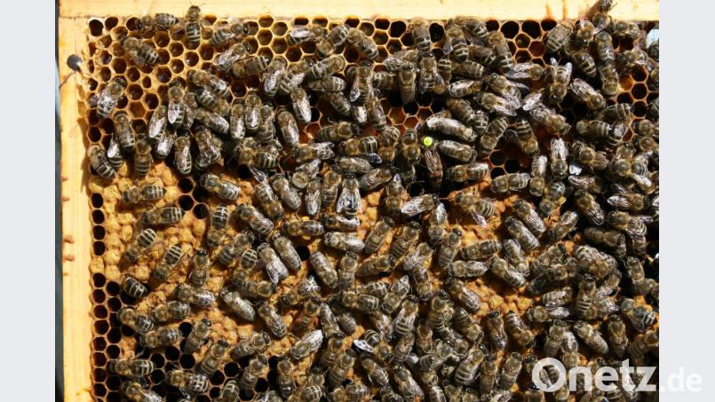 Tausende Arbeitsbienen produzieren Gelee Royale, auch &quot;Königinnen-Futtersaft&quot; genannt, in Bienenwaben. Repro: gpa