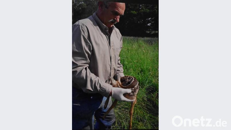 Mit Handschuhen und Grasbüscheln holt Jagdpächter Markus Häuselmann Rehkitze aus den Wiesen. Das ist notwendig, damit sie nicht von landwirtschaftlichen Maschinen verletzt oder getötet werden. Bild: exb