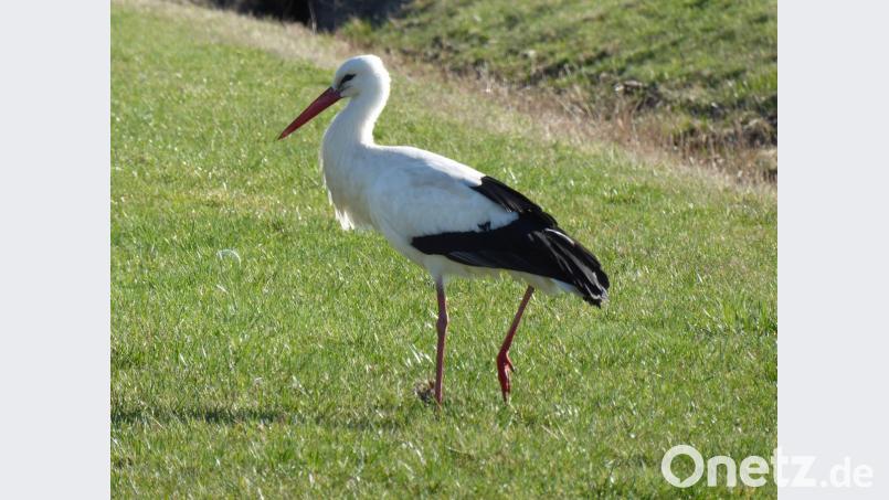 Spaziergänger und Hundebesitzer sollten im Bereich von Wiesen und Gewässerläufen Rücksicht auf störungsempfindliche Vogelarten nehmen. Bild: exb
