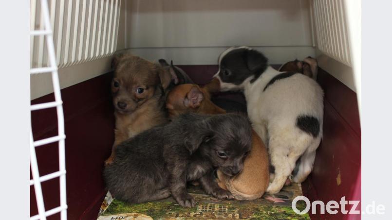 Sechs Chihuahuas sollten von Tschechien nach Frankreich gebracht werden. Bild: exb