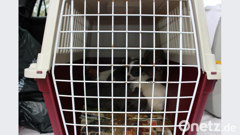 Illegaler Tiertransport bei Schmidgaden Bild: VPI Amberg