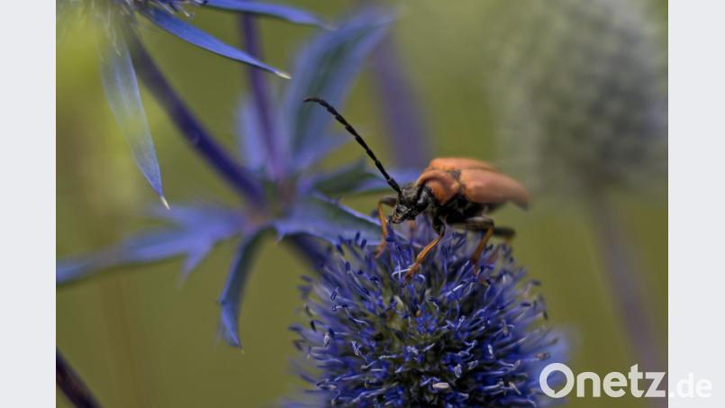 Egal ob Biene, Käfer oder Kreuzotter, die Experten gehen davon aus, dass bis zu einer Million Arten bald verschwinden könnte. Bild: dtr