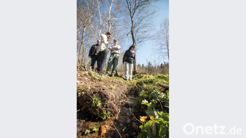 Das Biotop nahe des Waldfreibades Altglashütte wird nur schonend gemäht. Ursprüngliche Pflanzen können sich wieder durchsetzen. Bild: dtr