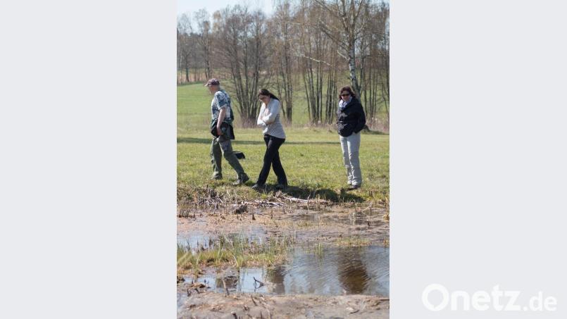 Selbst das kleine Laichgewässer bei Hohenthan lockt alle Jahre wieder Schwarzstörche an. Bild: dtr