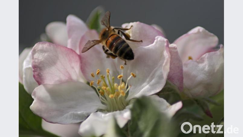 Egal ob Biene, Käfer oder Kreuzotter, die Experten gehen davon aus, dass bis zu einer Million Arten bald verschwinden könnte. Bild: dtr