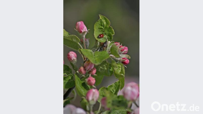Egal ob Biene, Käfer oder Kreuzotter, die Experten gehen davon aus, dass bis zu einer Million Arten bald verschwinden könnte. Bild: dtr