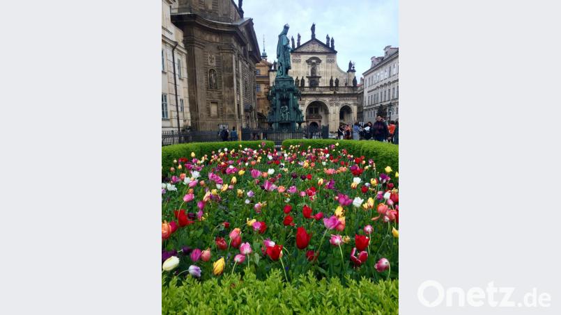 Die prächtigen Tulpen an der Karlsbrücke entzückten die Teilnehmer an der Kultur-Tour. Bild: eib
