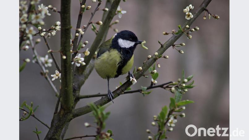 Die Artenvielfalt hängt von vielen Faktoren ab. Natürliche Biotopverbunde können den Lebensraum und das Nahrungsangebot für zahlreiche Vogelarten bieten. Bild: dtr