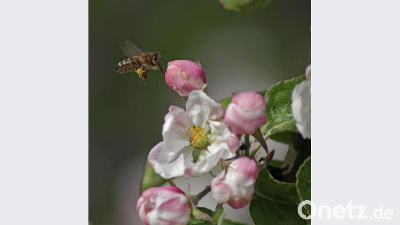 Egal ob Biene, Käfer oder Kreuzotter, die Experten gehen davon aus, dass bis zu einer Million Arten bald verschwinden könnte. Bild: dtr