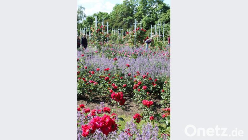 Auf dem Petřín in Tschechiens Hauptstadt Prag gedeihen Gewinnerpflanzen des Klimawandels besonders üppig: Lawendel und Rosen, hier im Juni 2017. Bild: mvs