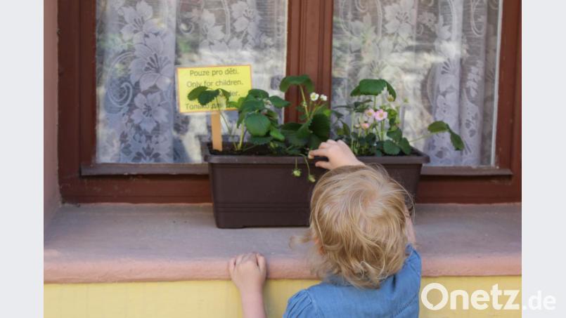 Der Klimawandel verlängert die Gartensaison, bei Erdbeeren beispielsweise ist eine zweite späte Ernte möglich. Diese Früchte auf einem Fensterbrett im tschechischen Loket sind für Kinder gedacht. Bild: mvs