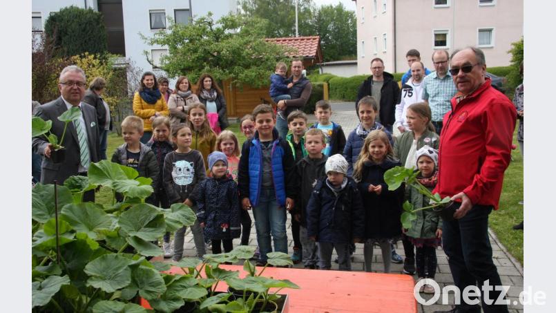 Rund 50 Kürbispflanzen hatte die Wiesauer Siedlergemeinschaft vorbereitet, um sie nach und nach kostenlos an Nachwuchs-Gärtner abzugeben. Die Verteilung unterstützten Vorsitzender Reimund Frech (rechts), Bürgermeister Toni Dutz (links) und einige Siedlerfreunde. Bild: wro