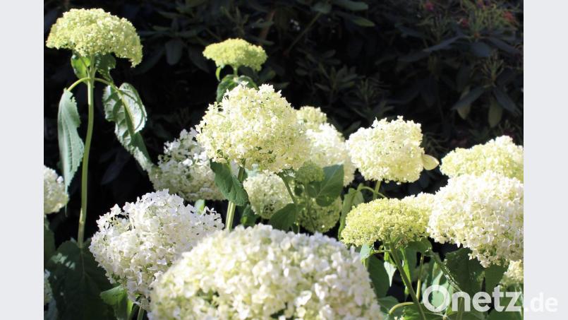 Die weißen Blütenwolken der Hortensie &quot;Annabelle&quot; werden künftig seltener. Bild: mvs