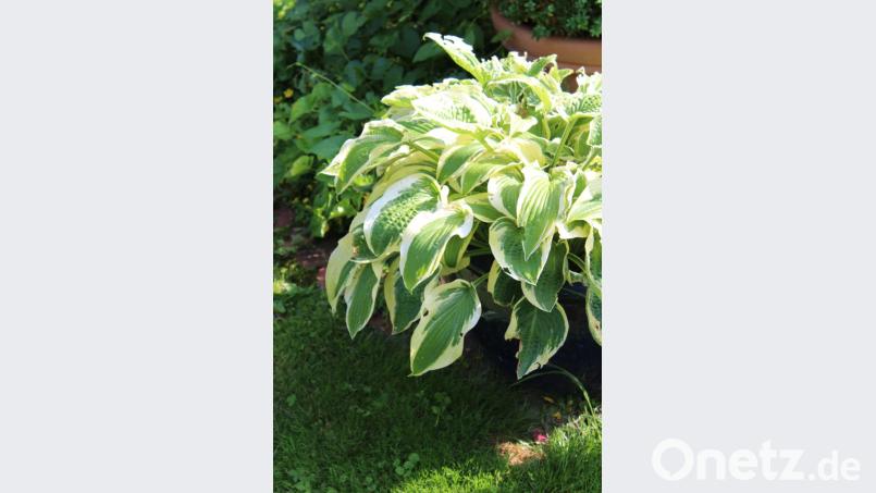 Die in unterschiedlichsten Blattfärbungen erhältlichen Funkien beschatten schon früh im Jahr den Boden. Sie sind die perfekten Gefährten für tiefer wurzelnde Rosen. Bild: mvs