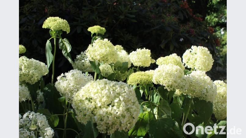 Der Klimawandel beeinflusst die Flora und Fauna in Oberpfälzer Gärten. Bild: mvs
