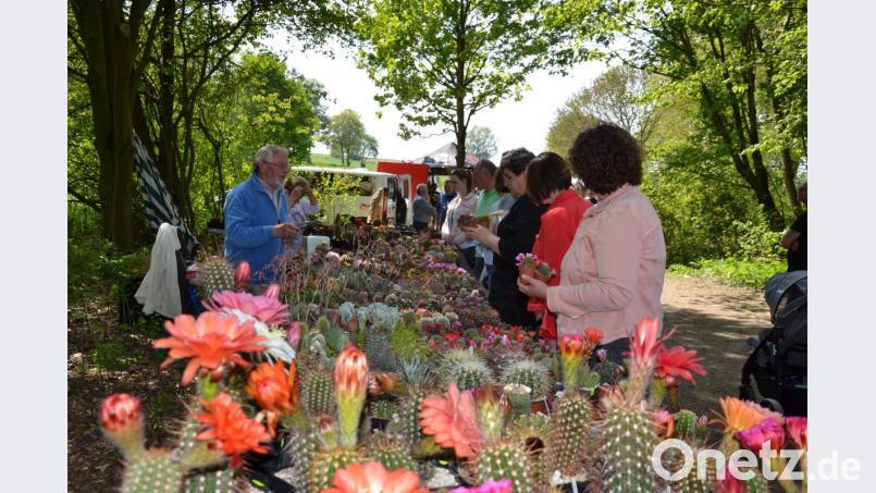 Auch die Kakteen- Steingartenfreunde kamen bei dem riesigen Angebot auf ihre Kosten. Bild: gi